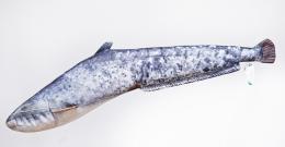 Sumec velk mini (Catfish mini) - 62 cm polt