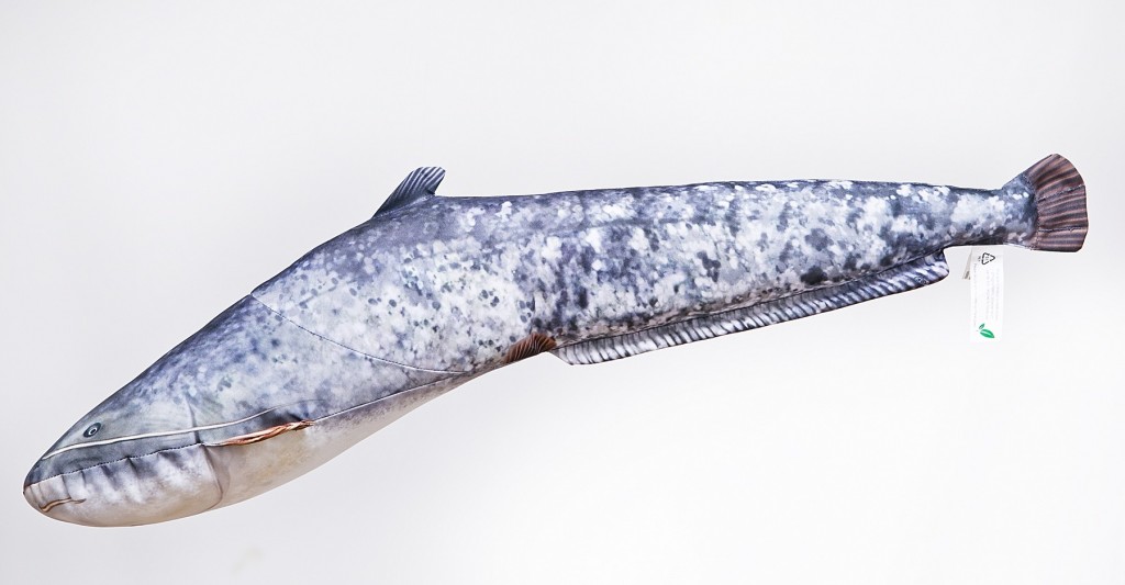 Sumec velký mini (Catfish mini) - 62 cm polštáø - zvìtšit obrázek